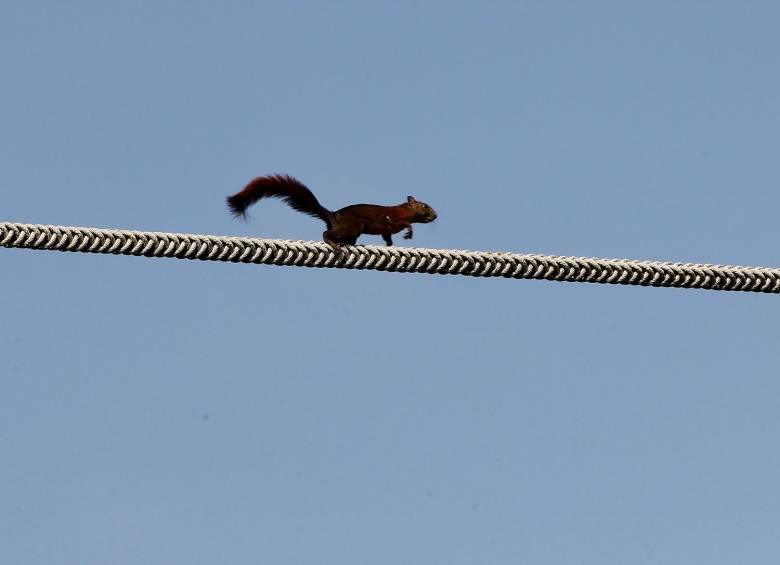Pasos para fauna en la universidad Eafit, cerca del Puente de la 4 Sur, y algunos más instalados en algunas de las obras viales construidas por valorización en El Poblado, son el referente de estas estructuras en Medellín. FOTO jaime pérez