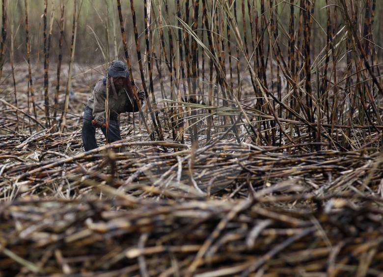 Según la Asociación de Cultivadores de Caña de Azúcar de Colombia, más de un millón de familias en el país dependen de este sector agroindustrial. FOTO Manuel Saldarriaga