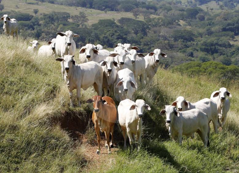 Según los especialistas ya desde la sequía de 2014 los ganaderos venían padeciendo dificultades. FOTO Jaime Pérez M.
