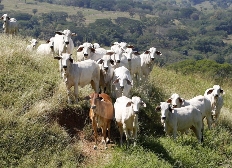 La apuesta de la Gobernación y su Secretaría de Agricultura se dirige a los pequeños ganaderos buscando favorecerlos a ellos y los recursos ambientales, sobre todo el agua. FOTO jaime Pérez