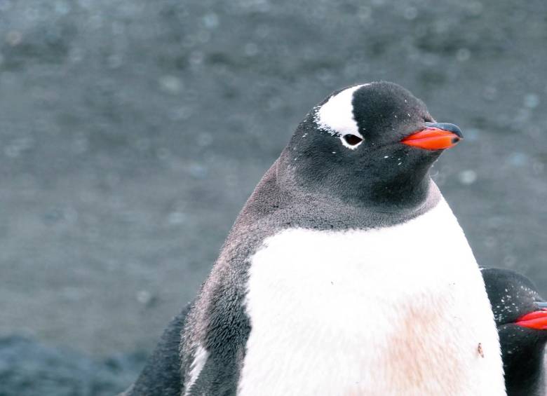 El pingüino emperador ha sufrido el cambio climático por la descongelación del hielo, algo que afecta a sus crías y colonias. 