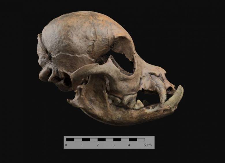 Cráneo redondeado del perro hallado en la necrópolis romana cerca de Córdoba. FOTO cortesía universidad de granada