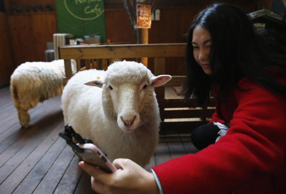 Esta mujer posa con una oveja en un café de ovejas en Seúl. FOTO: Kim Hong - Ji / REUTERS 