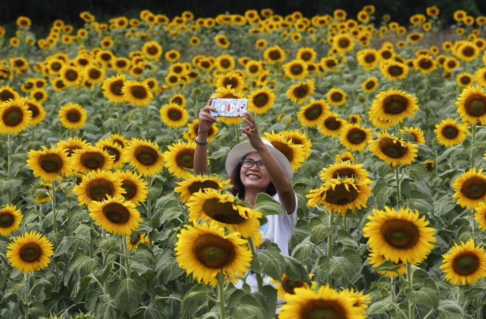 Una mujer posa en un campo de girasoles en la provincia de Lopburi, al norte de Bangkok. FOTO: Chaiwat Subprasom / REUTERS 