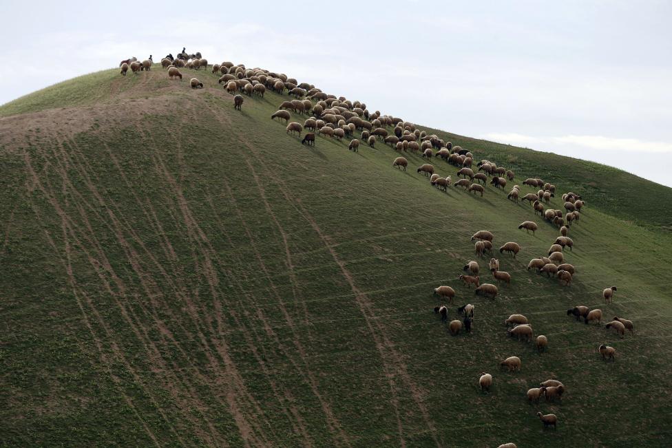 Rebaño de ovejas en el desierto de Judea entre Jericó y Jerusalén, el 6 de febrero de 2015. FOTO REUTERS 