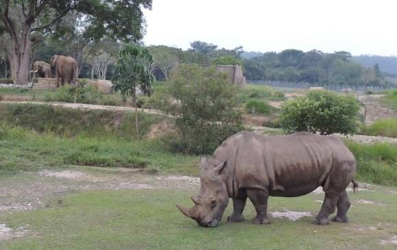 La rinoceronte Vera fue trasladada del zoológico Santa Fe a la Hacienda Nápoles. FOTO: CORTESÍA HACIENDA NÁPOLES