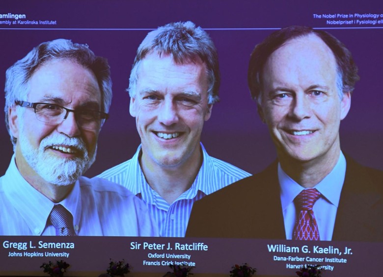 Estadounidenses Kaelin y Semenza y británico Ratcliffe ganan Nobel Medicina. Foto: AFP