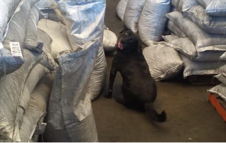 El alijo fue hallado por “Dora”, una perra antinarcóticos. FOTO CORTESÍA POLICÍA ANTINARCÓTICOS