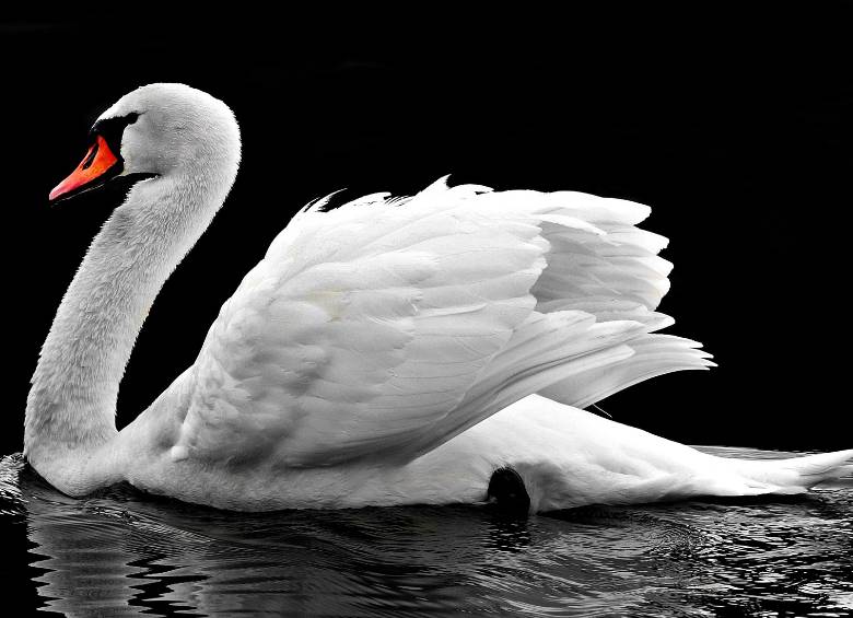 El huevo de pez que viajó a través de la tripa de un cisne se incubó y eclosionó un mes después. Foto Pixabay