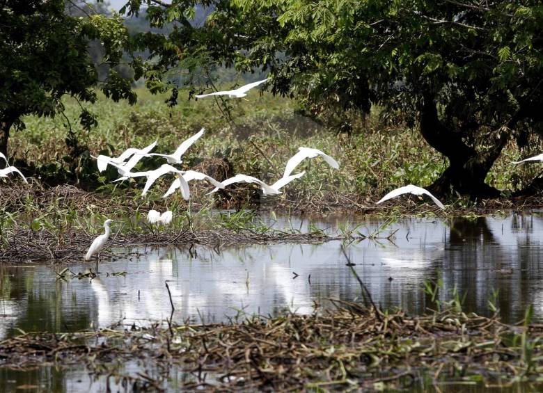 La Ciénaga Colombia, en Caucasia, es un santuario de fauna y flora que tiene la amenaza de la minería. Las comunidades y Corantioquia luchan para evitar su deterioro. FOTO Donaldo zuluaga