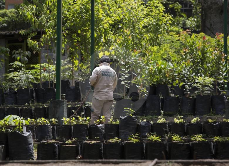En El Poblado funciona este vivero que le regala a la ciudad unos 30 mil árboles por año. FOTO Edwin Bustamante