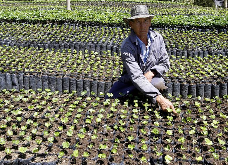El aumento del valor de los insumos es uno de los mayores flagelos para el campo colombiano con la devaluación del peso. FOTO DONALDO ZULUAGA