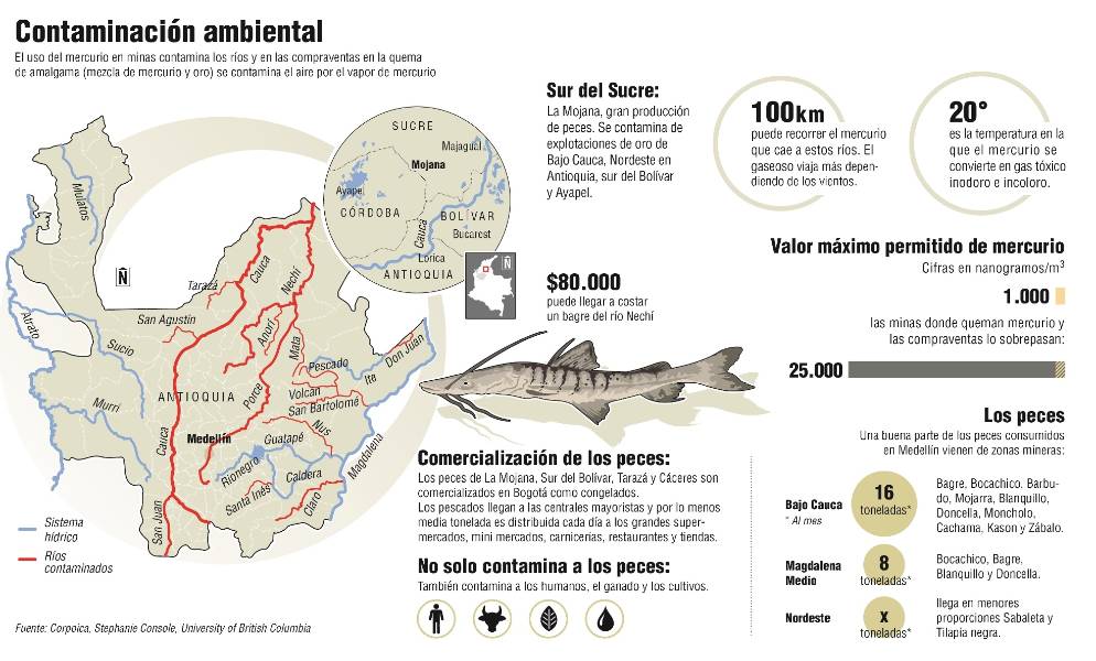 Map and infographic about mercury pollution in Antioquia rivers and fish