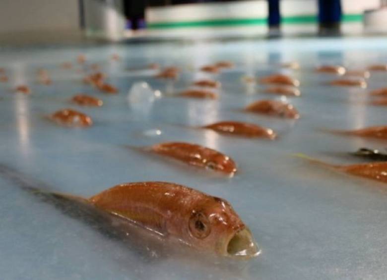 Según el parque, los peces habían sido comprados muertos en un mercado local. Foto tomada de Facebook