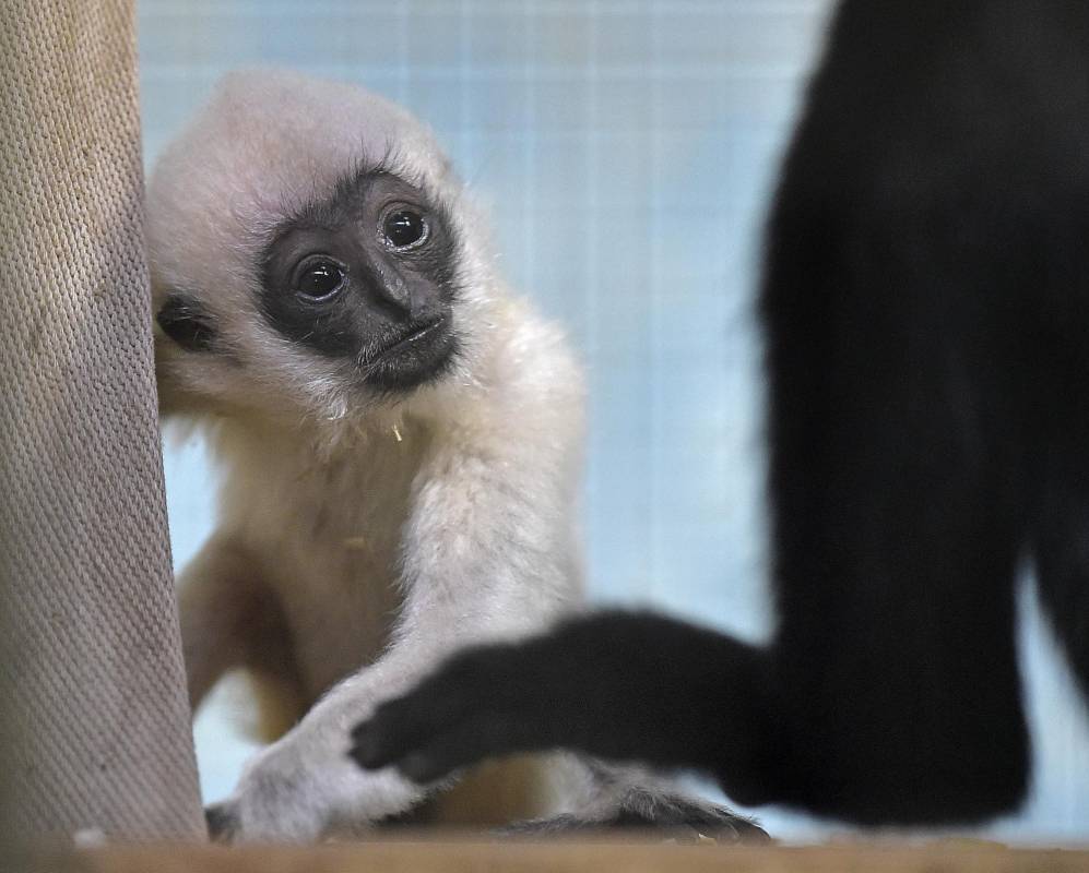 Bebé gibón de mejillas blancas en zoológico de Duisburgo, Alemania. FOTO AP
