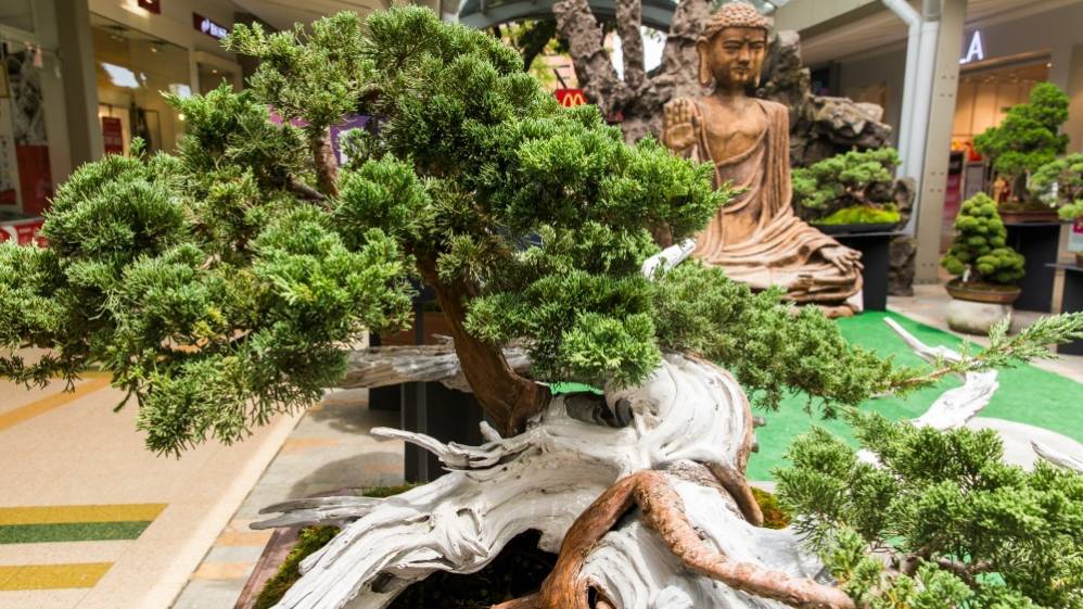 Bonsáis: 20 años luciendo sus formas