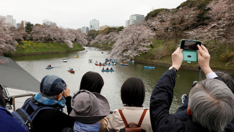Una semana después de la aparición de los primeros capullos en Tokio, miles de personas salieron a celebrar que el tiempo de “sakura” ha alcanzado su plenitud en la ciudad, trayendo consigo una espectacular estampa de rosa y blanco. FOTO EFE