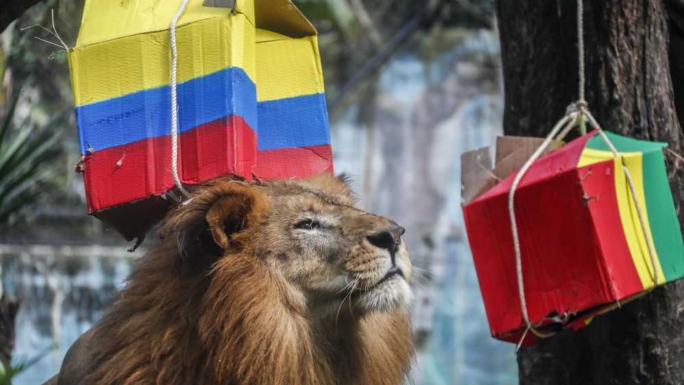 El león nené sale a observar las cajas que eligió Valentina. Foto: Robinson Sáenz