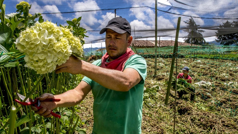 Por falta de compradores, los cultivadores ya están arrancando las flores y desechándolas. FOTO JUAN ANTONIO SÁNCHEZ OCAMPO
