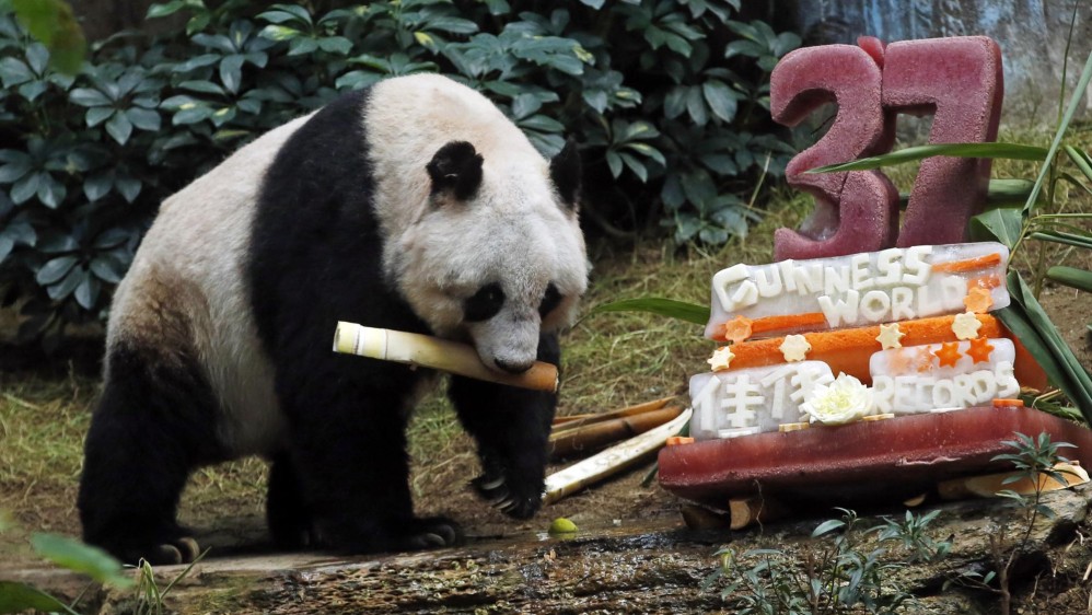 Paolo Martelli agregó que “es bastante excepcional que un panda alcance esas edad”. FOTO AP