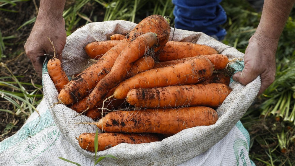 Nuestros campesinos siguen con su labor diaria de cultivar la tierra para que en medio de esta crisis tengamos los alimentos necesarios. Ellos también son nuestros héroes. Foto: Manuel Saldarriaga Quintero