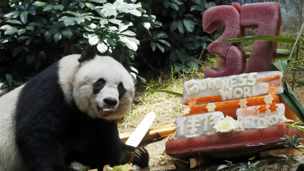 La osa panda en cautividad más vieja del mundo probó una tarta elaborada con vegetales congelados y, por supuesto, bambú en la celebración de su 37mo aniversario. FOTO AP