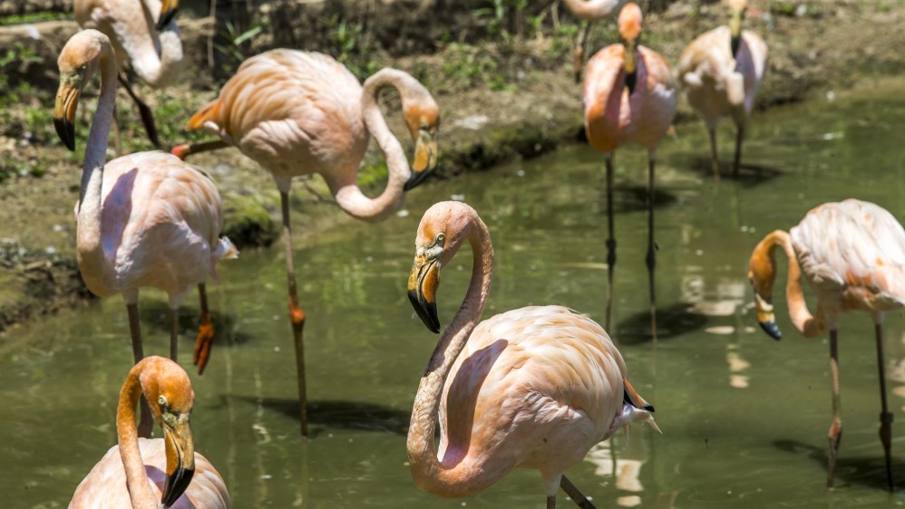 Los flamingos cuentan con un amplio lago y también han ido creciendo en cantidad. Foto Juan Antonio Sánchez 