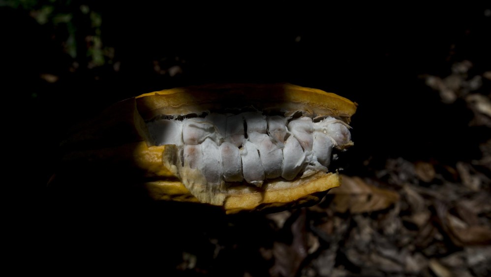 En las sus fincas, internadas en llanuras araucanas, donde el calor se tolera poco y se siente como un fuego que arde en la piel, se produce el mejor cacao del mundo. Foto: Santiago Mesa.
