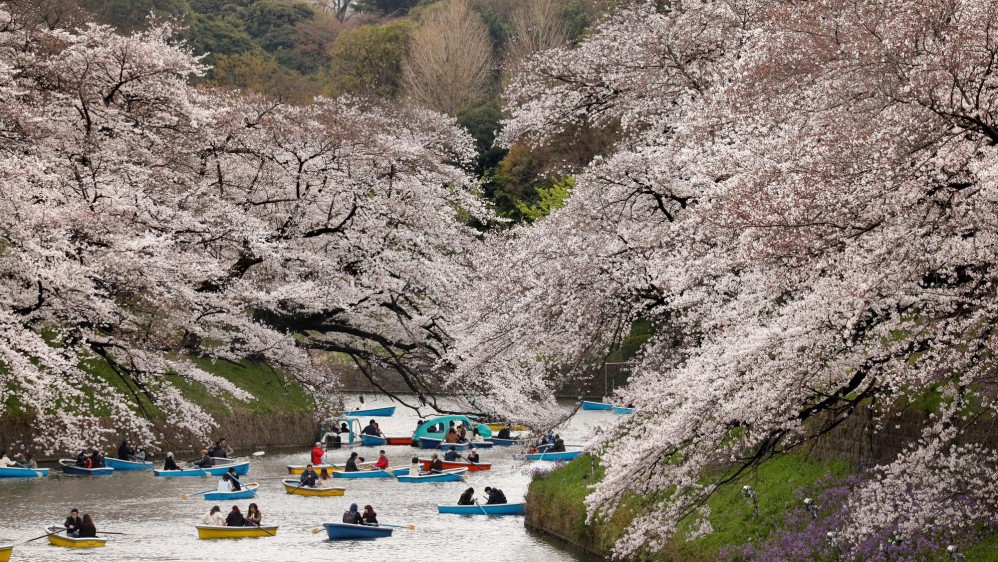 Tokiotas y turistas llenaron las calles y los parques de la capital nipona para disfrutar un año más del máximo esplendor de los cerezos en flor, un fenómeno que marca el comienzo de la primavera en Japón. FOTO EFE