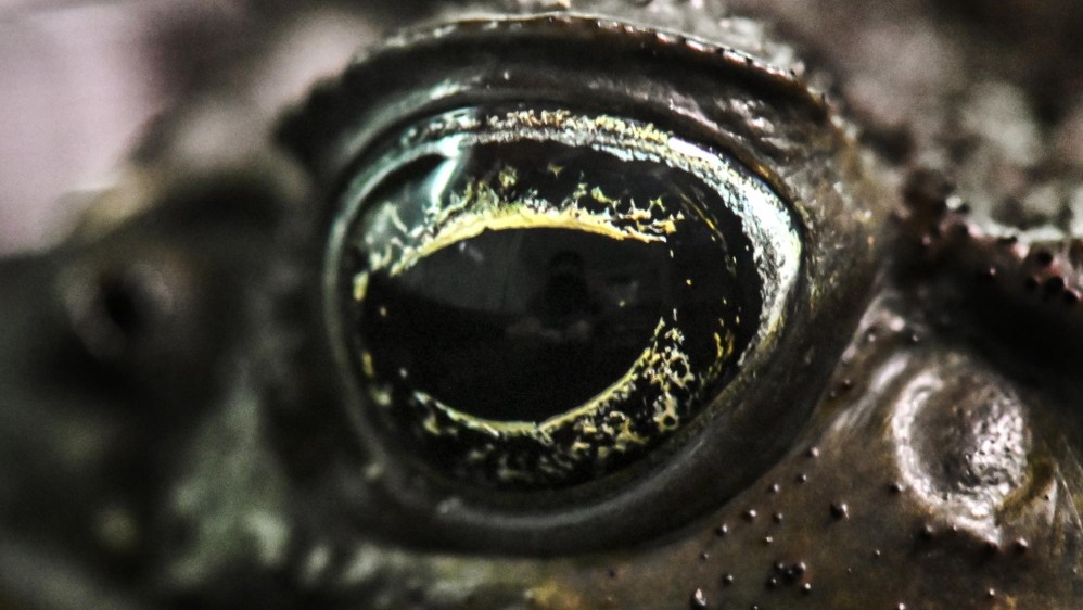 La rana fue fotografiada en un laboratorio en el zoológico de Cali. FOTO: LUIS ROBAYO / AFP.