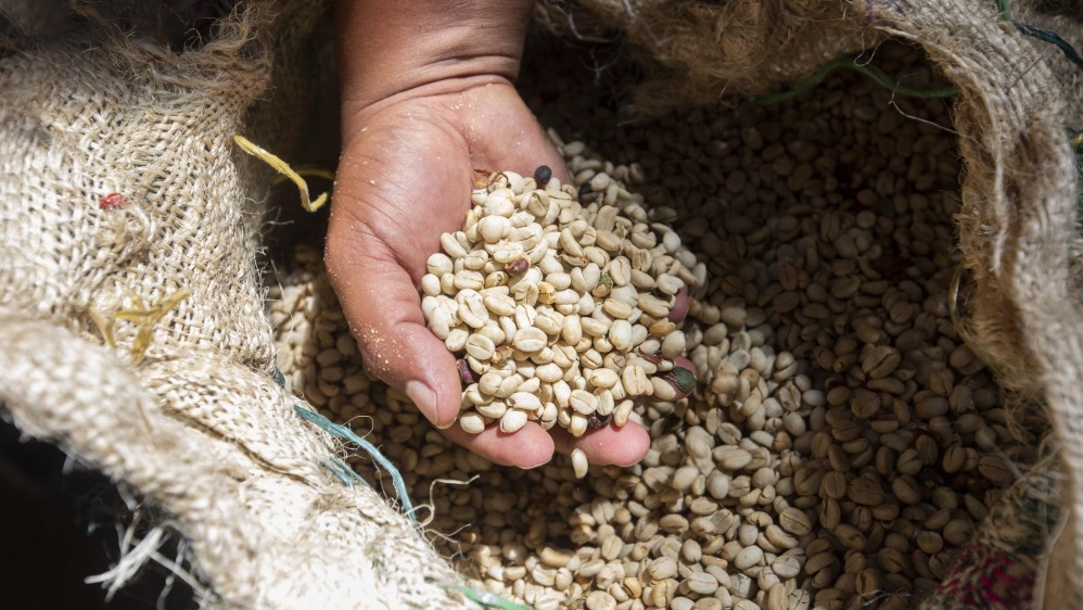 Las más de 900.000 hectáreas de café a nivel nacional son administradas por 730.000 empleos directos. Foto: Camilo Suárez