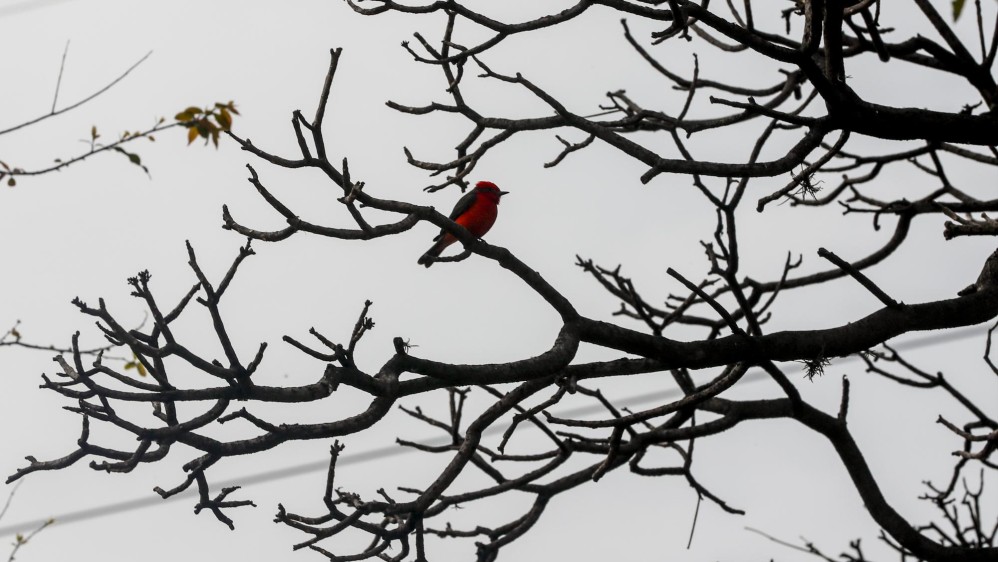 Los árboles trasplantados se están constituyendo en un habitad para muchas aves. Foto Jaime Pérez