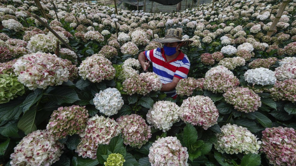 Los campesinos, aunque tienen cultivos para exportar, han tenido que botar sus flores. Foto: Manuel Saldarriaga Quintero.
