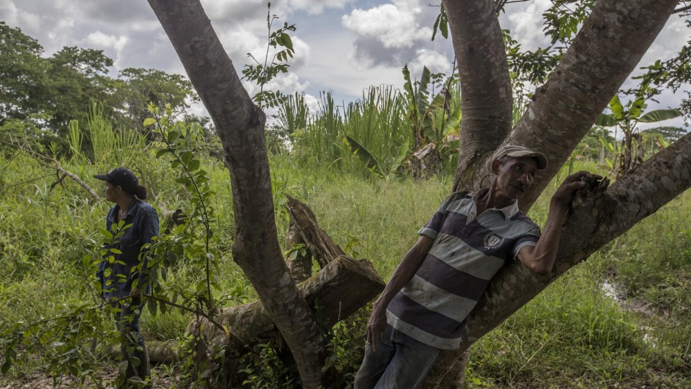 1.300 personas decidieron cambiar los cultivos de uso ilícito por otro tipo de sembrados como el cacao. Foto: Santiago Mesa. 