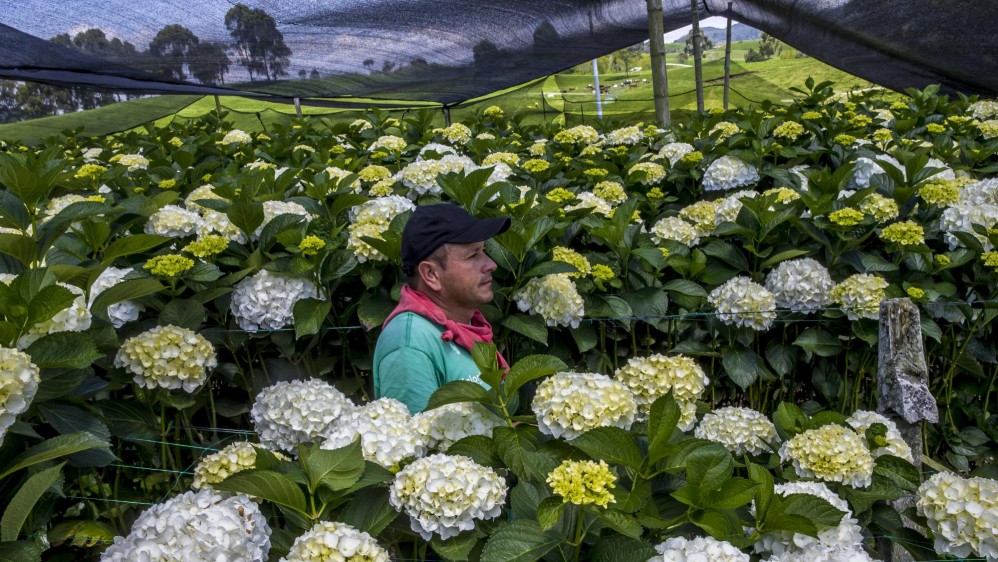 Pequeños y grandes floricultores de Antioquia vieron reducidos sus pedidos desde el exterior. FOTO JUAN ANTONIO SÁNCHEZ OCAMPO
