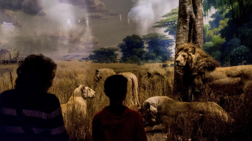 El Museo Americano de Historia Natural, es uno de los mejores museos del mundo de su especie. Situado en Central Park West. Foto: Santiago Mesa