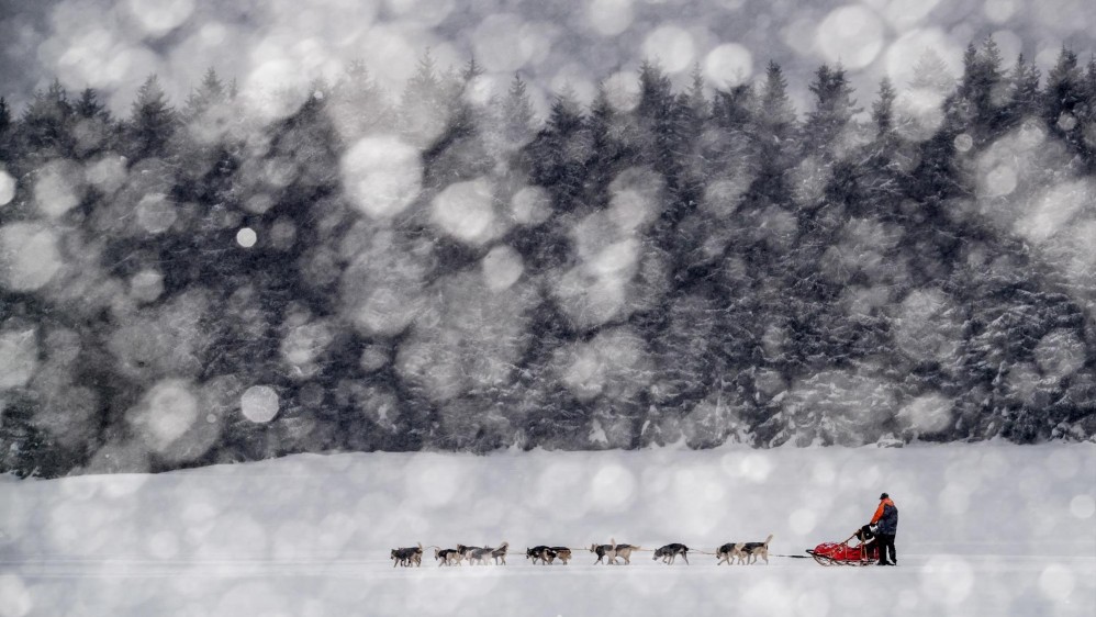 La prueba, que transcurre a través de los caminos de las montañas Orlické Hory, es una de las más exigentes en su disciplina tanto para los mushers (pilotos) como para sus perros. Foto. Martin Divisek EFE