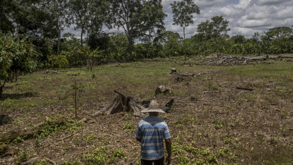 En la zona de siembra se plantan árboles que inicialmente sirven para obtener algunos ingresos como el plátano, pero que después sirven de sombra para las matas de cacao que tardan dos años en dar su primera cosecha. Foto: Santiago Mesa.