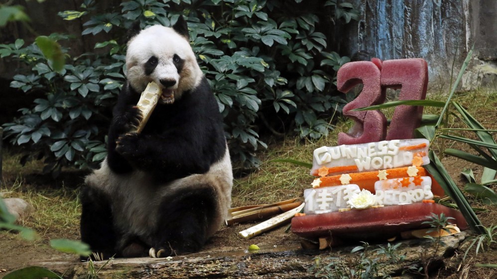 Jia Jia fue reconocida además con dos récords Guinness, la panda más mayor de la historia y la panda gigante viva más longeva. FOTO AP