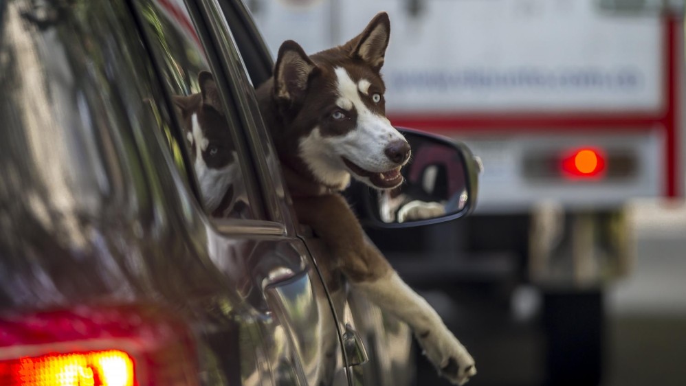 Las mascotas no ocultan su felicidad al salir a las calles en un paseo sobre cuatro ruedas. FOTO JUAN ANTONIO SÁNCHEZ