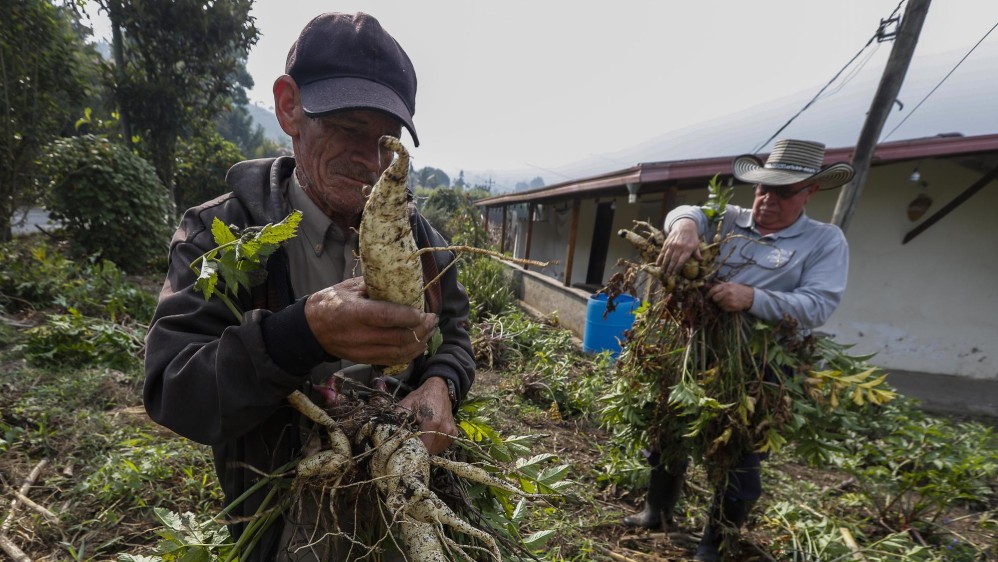 Nuestros campesinos siguen con su labor diaria de cultivar la tierra para que en medio de esta crisis tengamos los alimentos necesarios. Ellos también son nuestros héroes. Foto: Manuel Saldarriaga Quintero