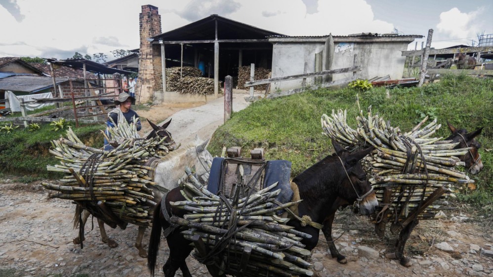 150 trapiches como este ubicado en el municipio de Yolombó procesan la caña para producir panela y convertirse en una de las regiones de mayor producción de este alimento en Antioquía. Foto: Manuel Saldarriaga Quintero