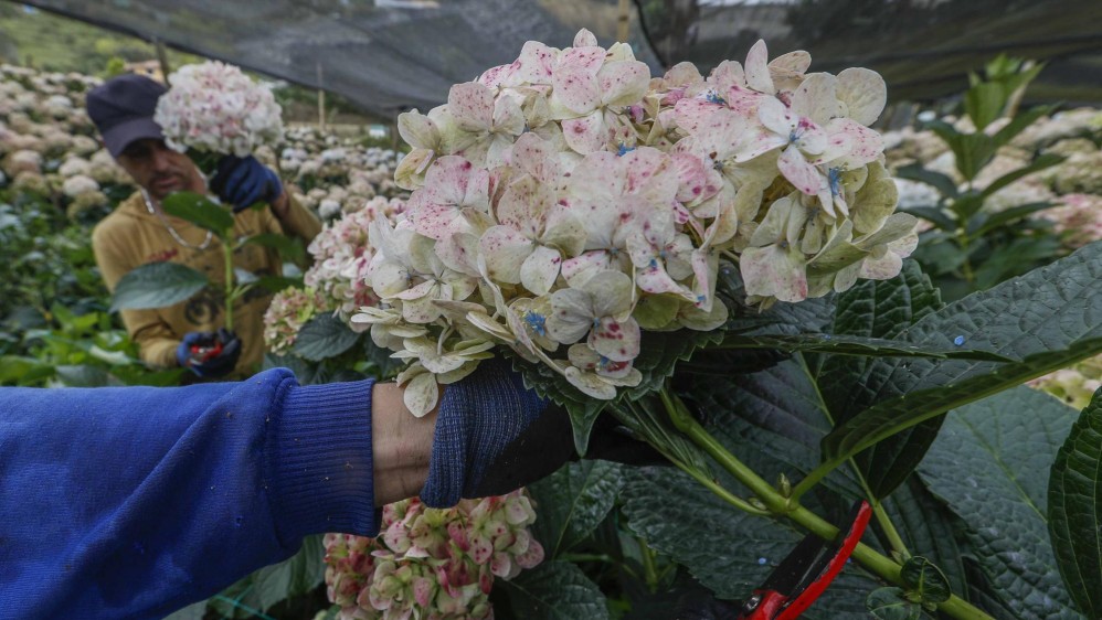 Los campesinos, aunque tienen cultivos para exportar, han tenido que botar sus flores. Foto: Manuel Saldarriaga Quintero.