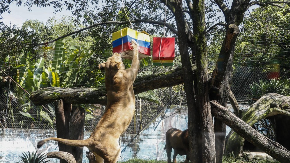 Valentina desgarra la caja pintada con la bandera de Colombia. Foto: Robinson Sáenz