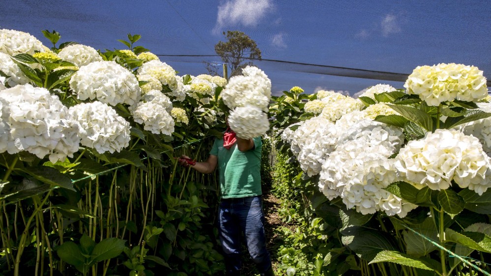 La crisis ha llevado a que muchos floricultores se queden sin empleo. FOTO JUAN ANTONIO SÁNCHEZ OCAMPO