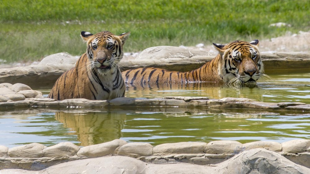 Durante el tiempo que ha pasado esta pareja de tigres en el parque han tenido cinco crías. Foto Juan Antonio Sánchez