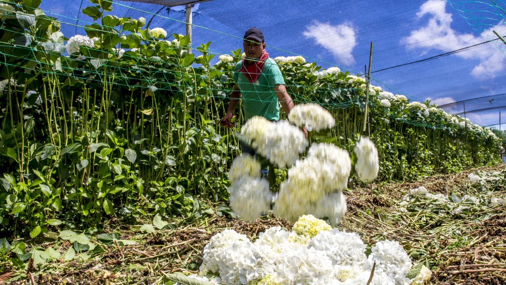 Por falta de compradores, los cultivadores ya están arrancando las flores y desechándolas. FOTO JUAN ANTONIO SÁNCHEZ OCAMPO