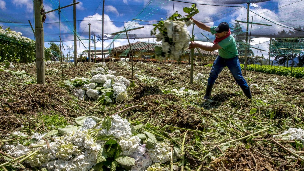Ahora solo un trabajador se encarga de hacer mantenimiento a los cultivos que ya están sembrados. FOTO JUAN ANTONIO SÁNCHEZ OCAMPO