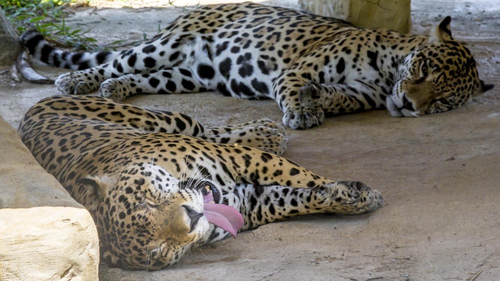 Los jaguares son una especie en vía de extinción. En el parque, sus cuidados están enfocados en la conservación y la reproducción. Foto Juan Antonio Sánchez