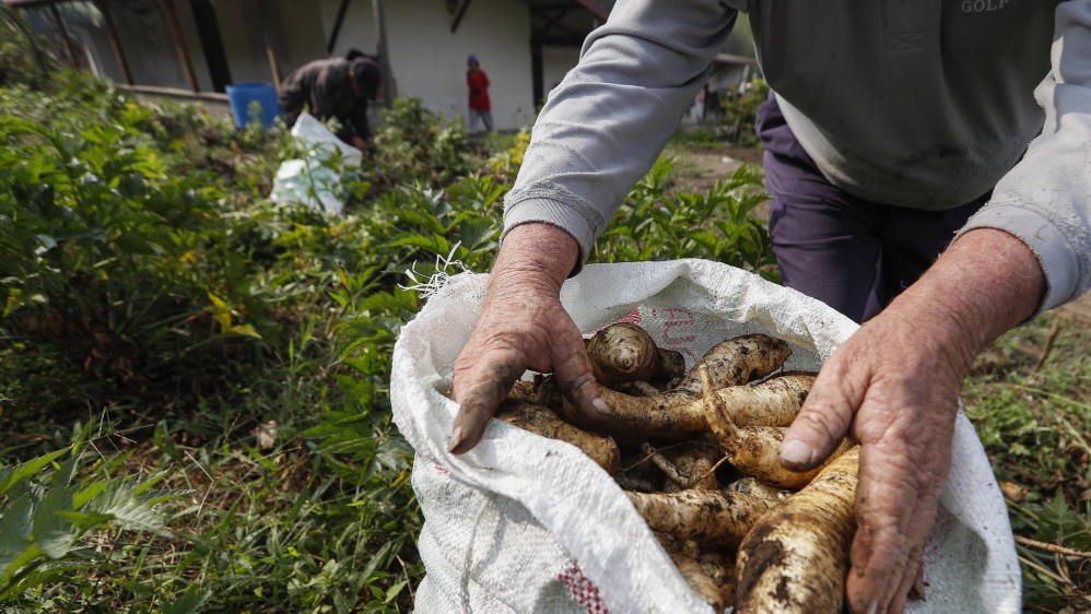 Nuestros campesinos siguen con su labor diaria de cultivar la tierra para que en medio de esta crisis tengamos los alimentos necesarios. Ellos también son nuestros héroes. Foto: Manuel Saldarriaga Quintero